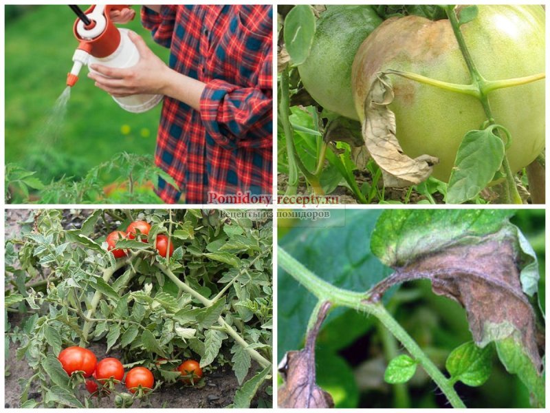 Фитофтора помидоров: как лечить, обрабатывать, предотвратить