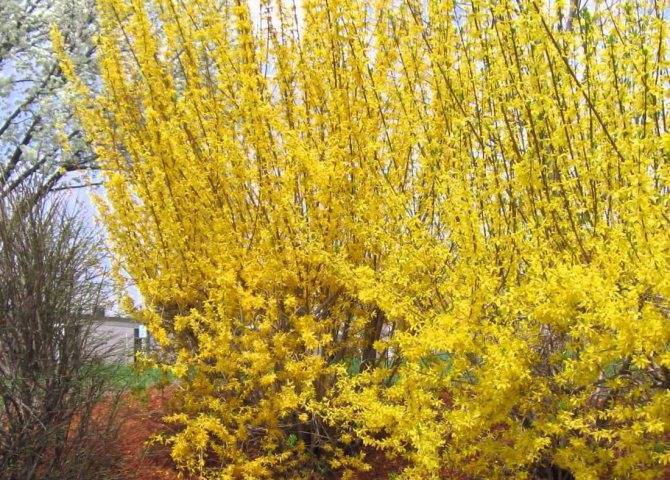 Форсайтия или форзиция: фото и описание, посадка и уход за листопадным кустарником с красивыми ярко-желтыми цветками