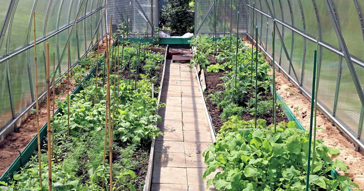Совместимость растений разных овощей в теплице | сад и огород