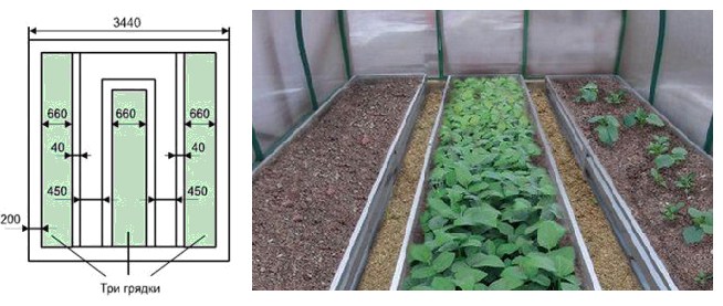Схема посадки томатов в теплице 3х6: как можно разместить помидоры для удобства ухода за ними