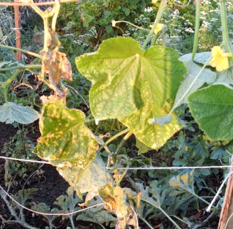 Огурцы желтеют и вянут листья: причины и что делать?