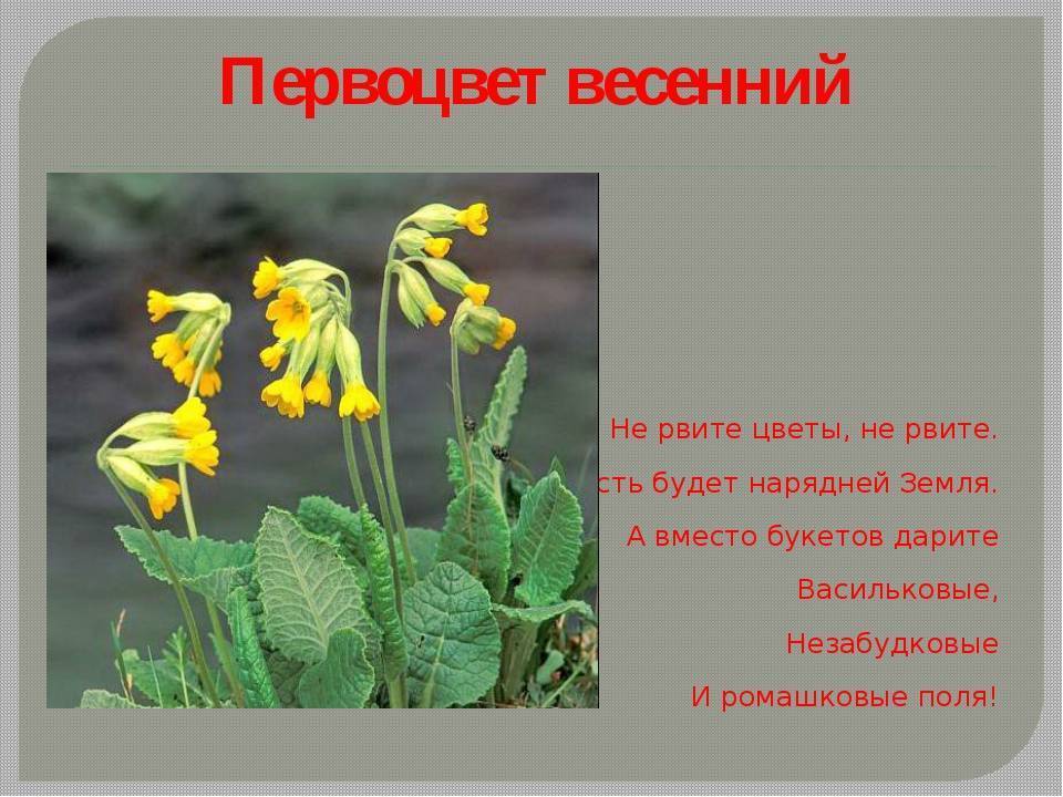 Первоцветы башкирии фото с названиями и описанием