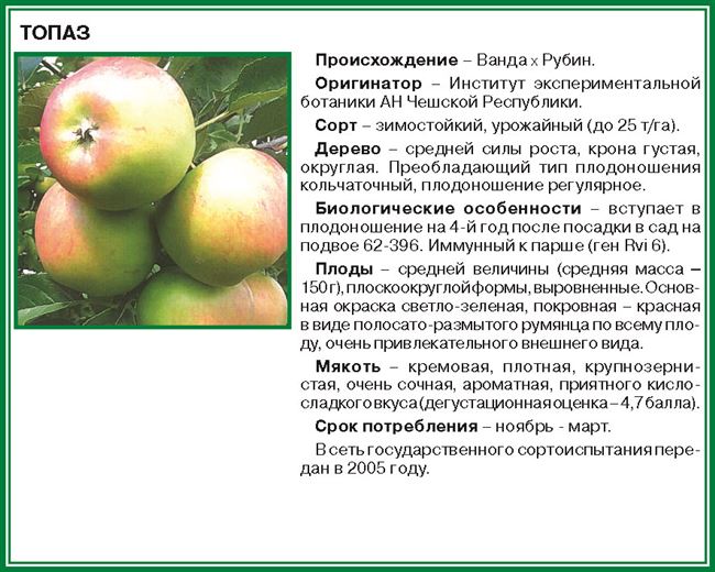 Колоновидная яблоня президент: описание и характеристики сорта, посадка и уход, срок созревания
