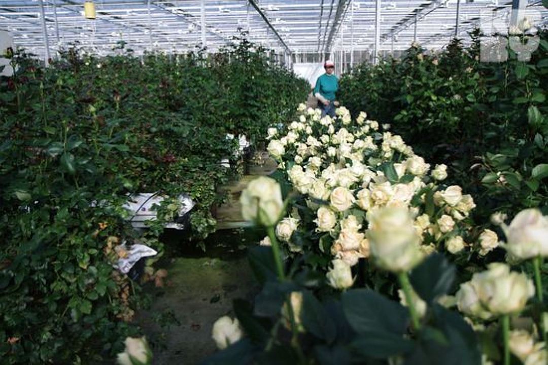 Грамотное выращивание роз в теплицах: начинаем свой бизнес