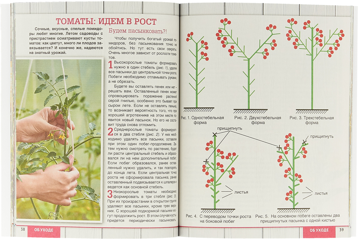 Схема формировки томатов