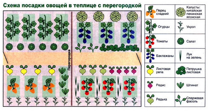 Правильная посадка растений в теплице: 3 вида планировки
