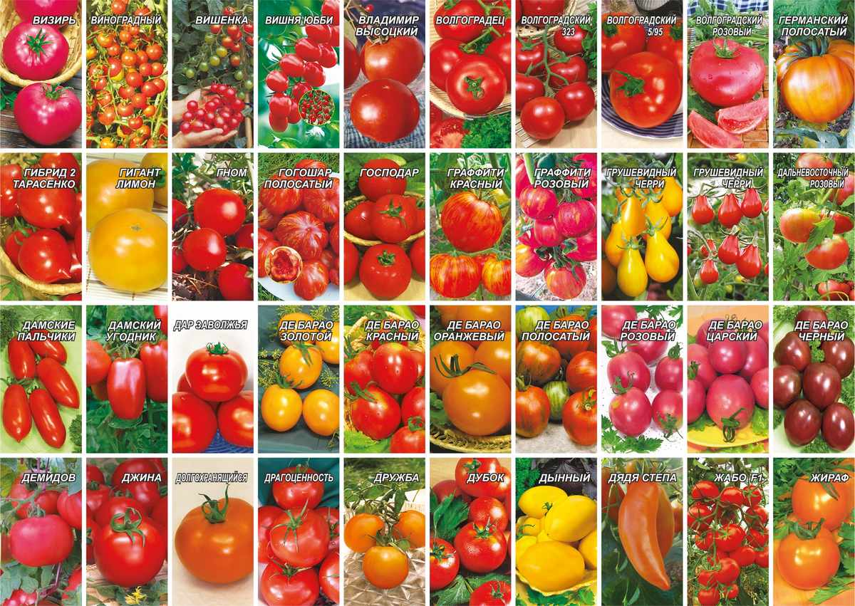 Самые лучшие сорта томатов для теплицы на урале: топ-15 лучших сортов и их описание с фото