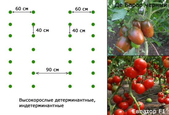 Расстояние между кустами томатов в теплице и открытом грунте: схемы посадки