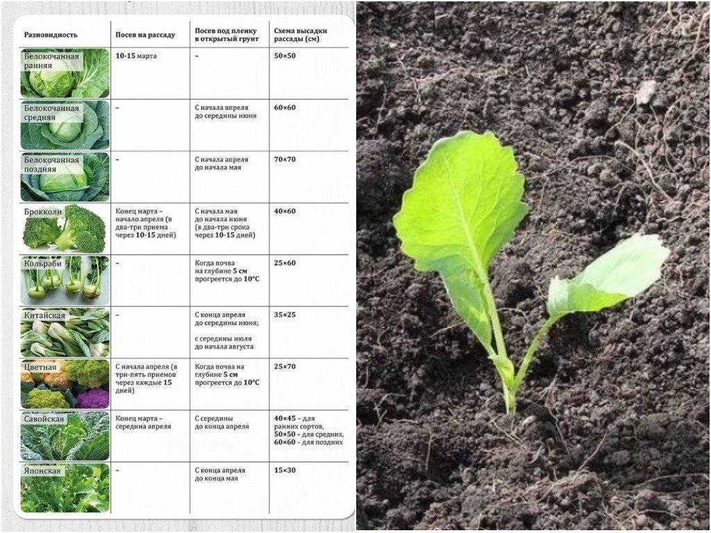 Рассада белокочанной капусты фото отличие цветной капусты