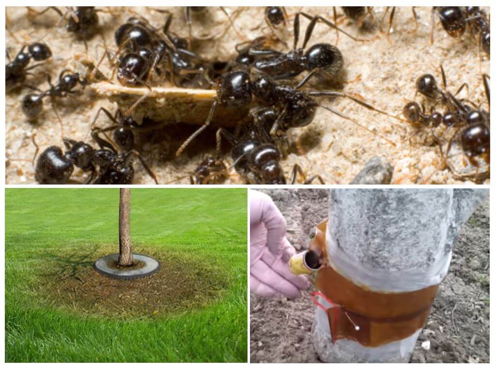Как навсегда избавиться от муравьев в доме с помощью народных средств