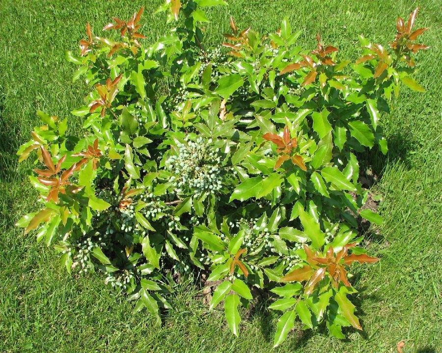Магония падуболистная (mahonia aquifolium) — все о размножении кустарника