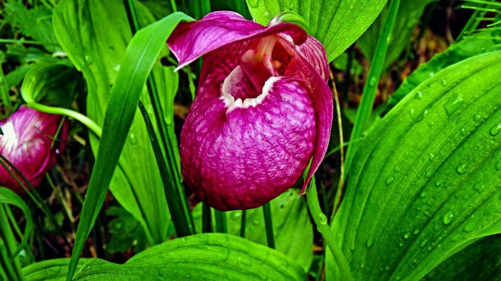 Венерин башмачок: разновидности цветка, выращивание и уход