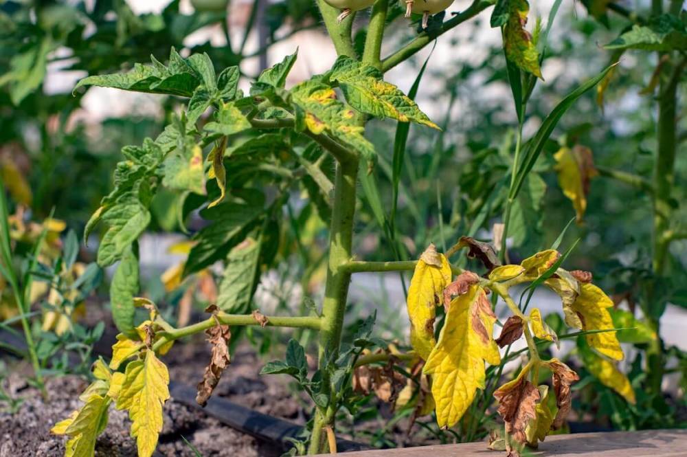 Желтеют листья у рассады томатов – что делать в первую очередь