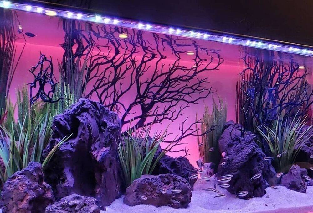 Как красиво обустроить аквариум: выбор декораций, освещения