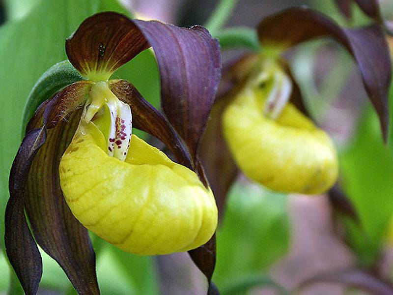 Как вырастить в собственном саду свои первые орхидеи - венерины башмачки на supersadovnik.ru