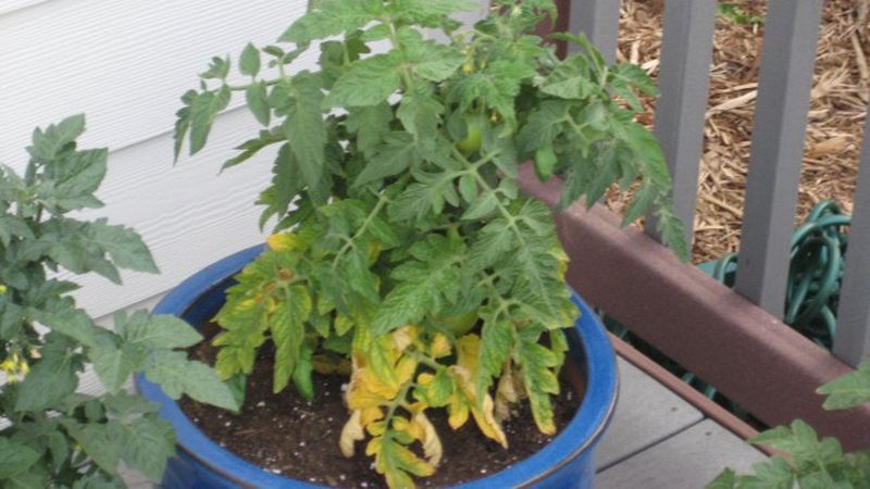 Почему желтеют листья томатов? фото — ботаничка