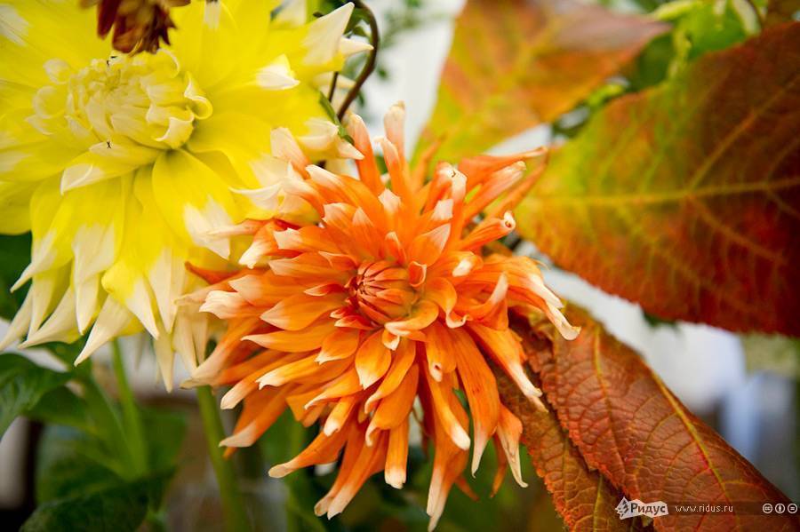 Осенние цветы в саду (65 фото с названиями): как превратить ваш сад в райский уголок - «ландшафтный дизайн» » «дизайна интерьера»