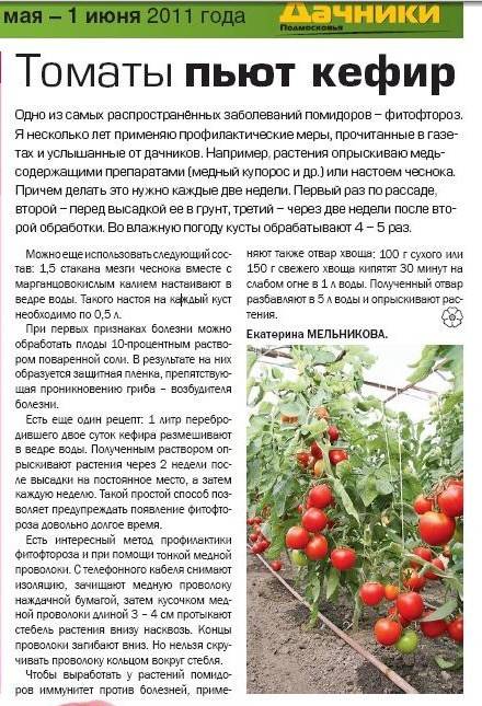 Фитофтора на помидорах: как бороться, чем обработать