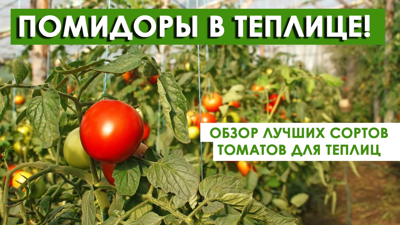 Семена томат урал супер f1 серия 1+1: описание сорта, фото