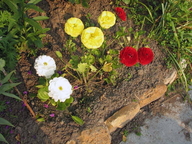 Лютики садовые (ранункулюс): посадка и уход, фото, размножение и выращивание сорта в открытом грунте, сочетание в ландшафтном дизайне