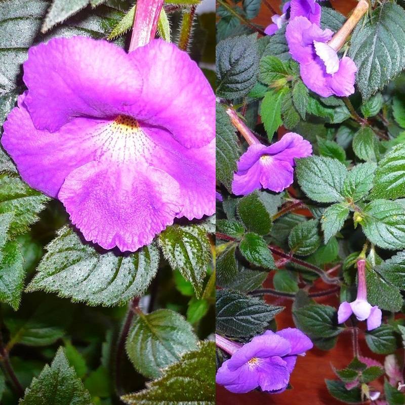 Домашние цветы ахименесы — уход и выращивание