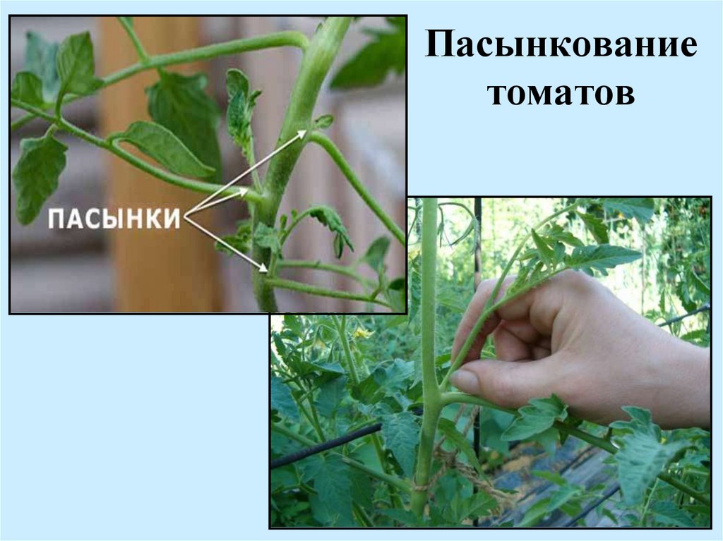 Пасынкование томатов: технология выполнения работ
