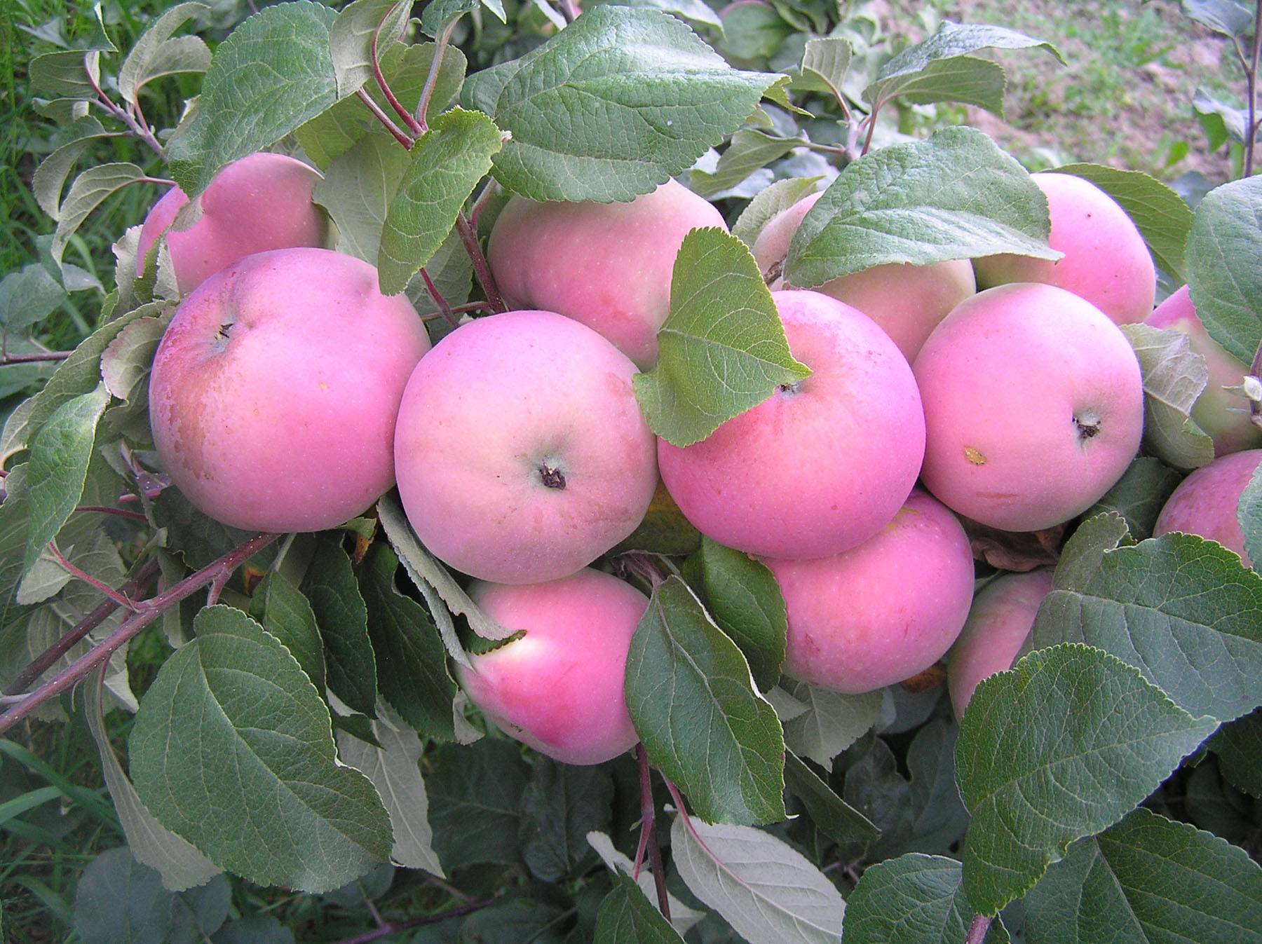 Сорта яблони для подмосковья: зимние и летние, какие низкорослые лучше для московской области