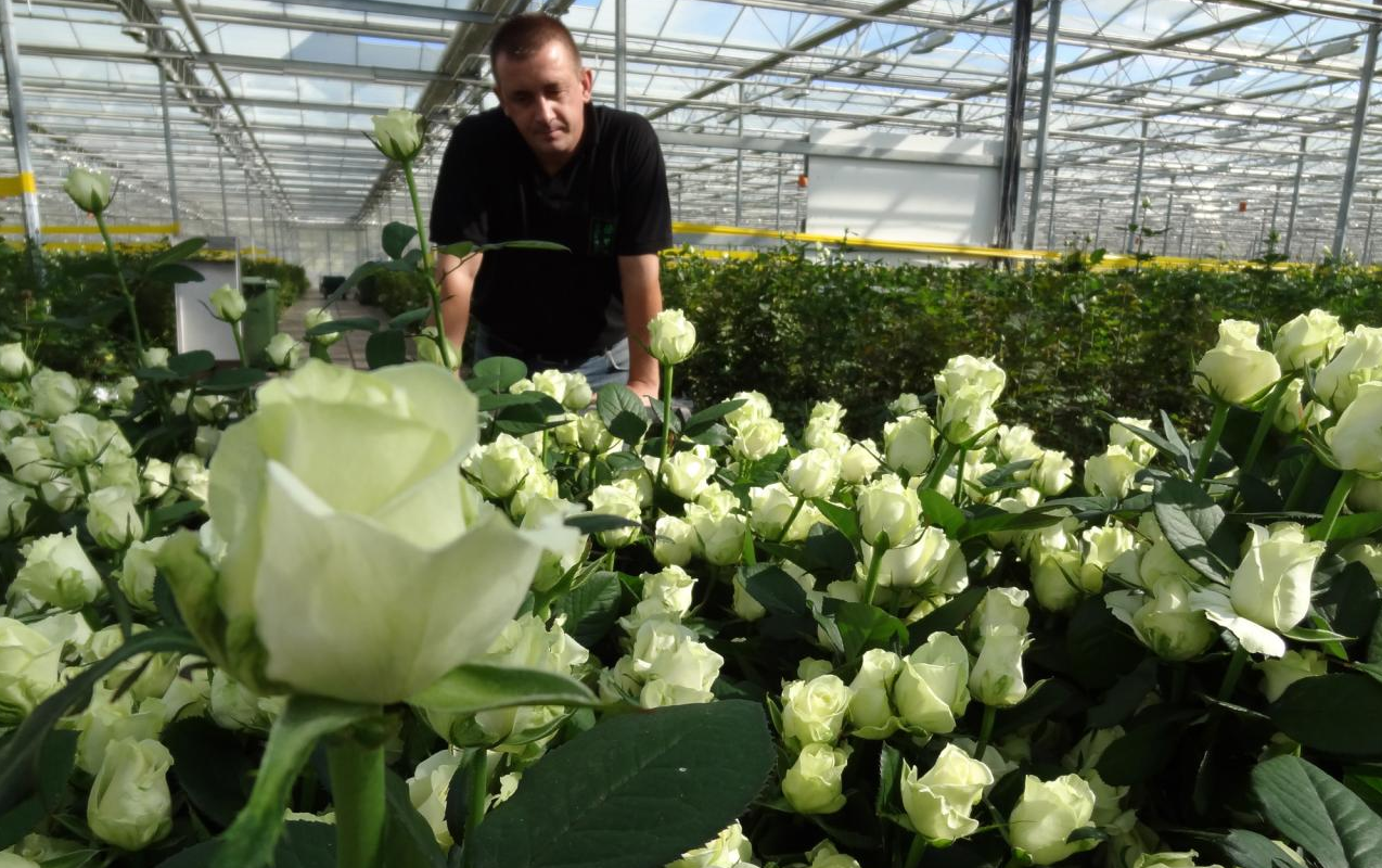 Выращивание роз в теплице самый рентабельный домашний бизнес