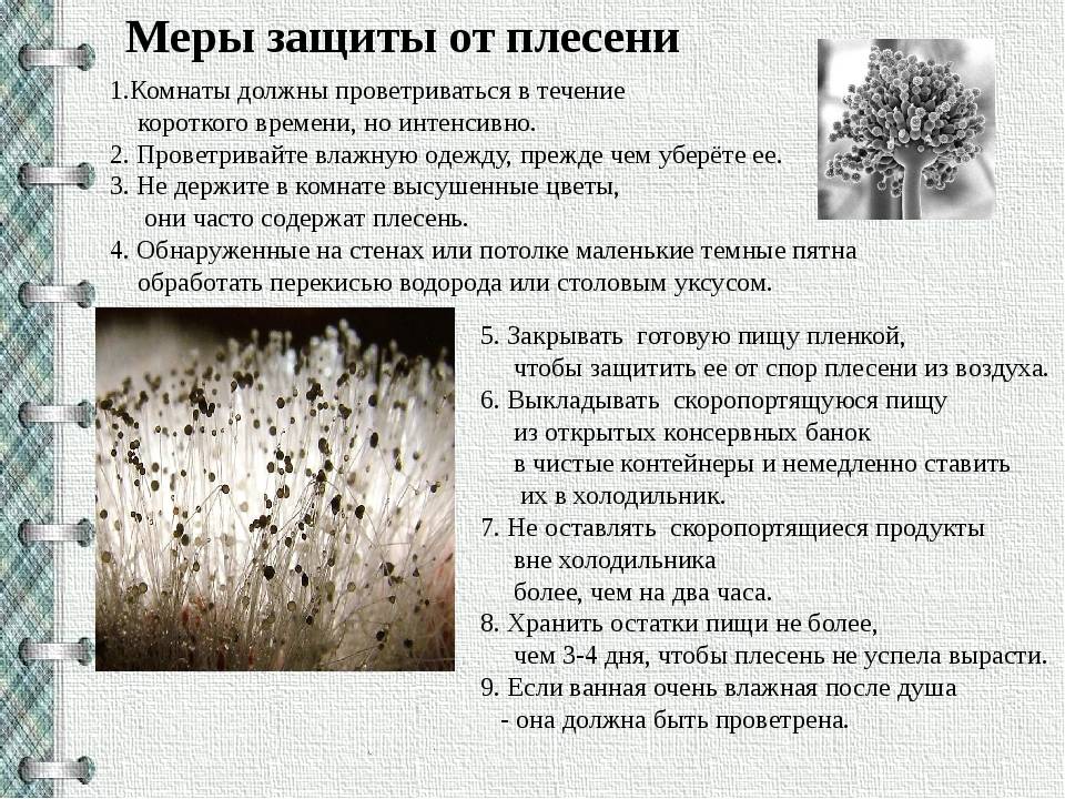 Как избавиться от плесени в холодильнике: народные средства