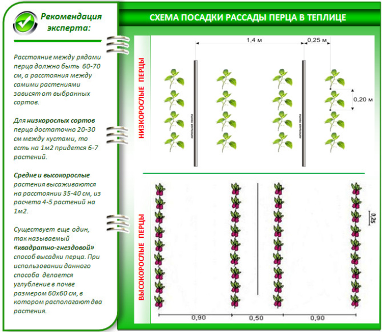 Схема посадки рассады перца в теплице