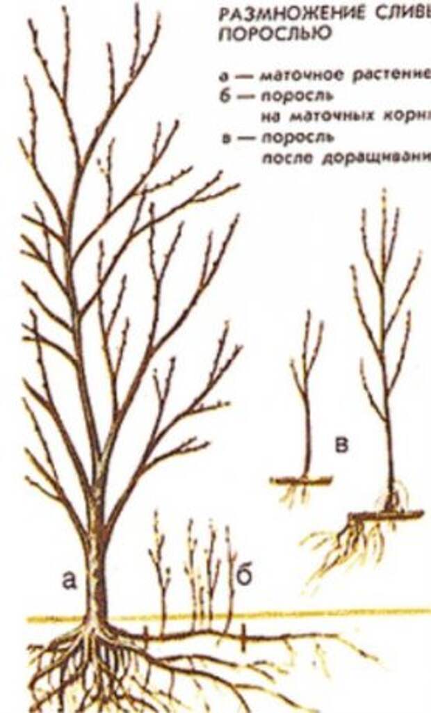 4 эффективных способа размножения сливы