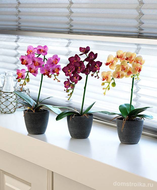 Орхидея: уход в домашних условиях после покупки и после цветения | цветок в доме