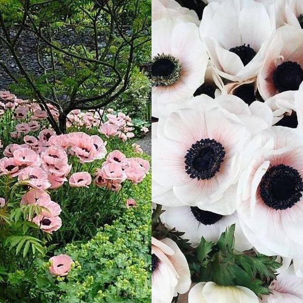 Анемона бланда – чарующий первоцвет для весеннего сада