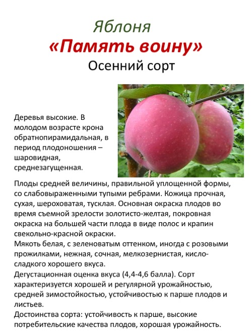 Лучшие 10 сортов яблонь для средней полосы. список названий с описаниями и фото — ботаничка