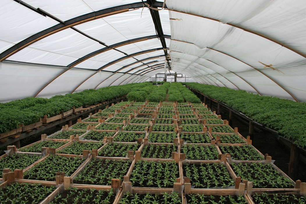 Бизнес план теплицы по выращиванию овощей круглый год своими руками