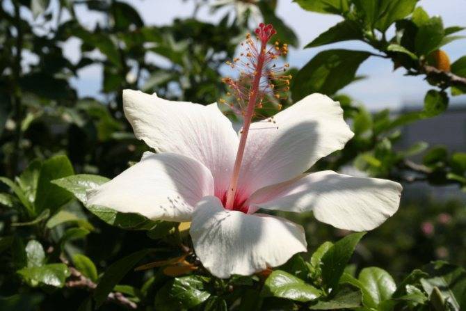 Гибискус: самые красивые сорта и все секреты выращивания от коллекционера анны капаниной