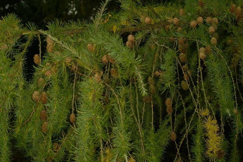 Лиственница сибирская: фото и описание, где и как растет, посадка и уход