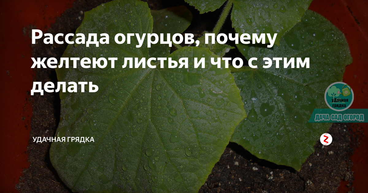 Рассада огурцов сохнут края листьев у огурцов. Пожелтение листочков у огуречной рассады. Рассада огурцов пожелтела. У рассады огурцов светлеют листья. Почему желтеют края листьев огурца