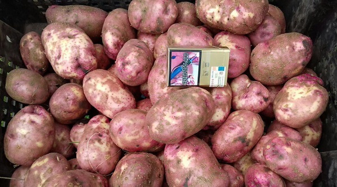 Выносливый сорт картофеля «лапоть» не боится плохой погоды