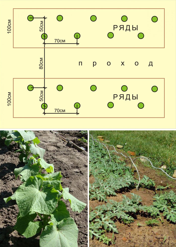 Схема посадки арбузов в теплице из поликарбоната 3х6