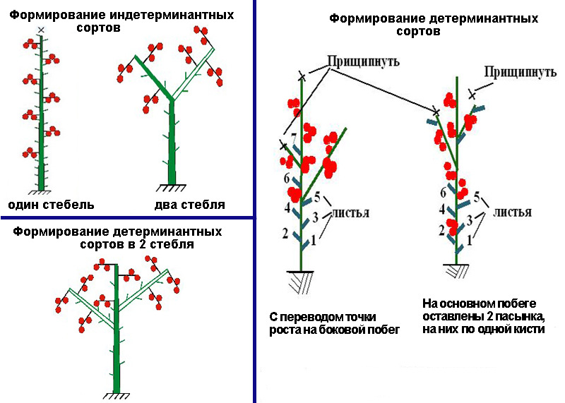 Индетерминантные томаты схема посадки