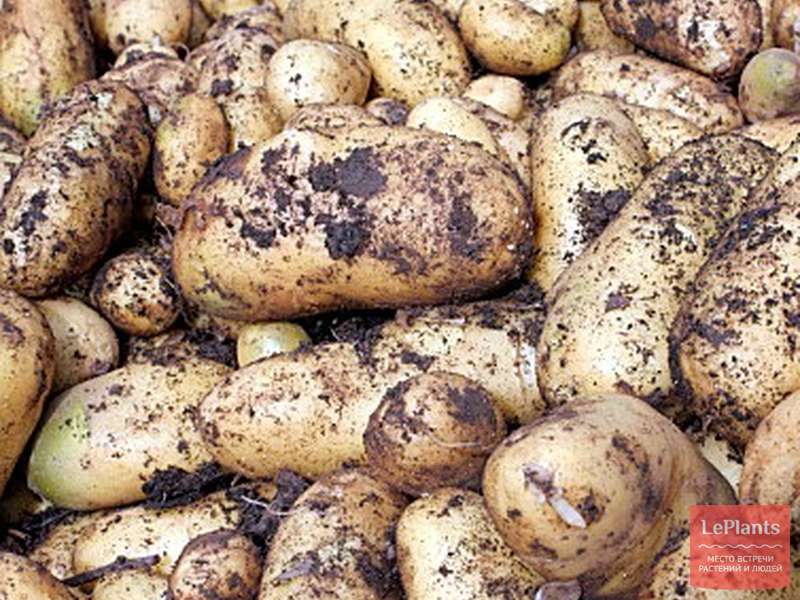 Сорт картофеля «лапоть»: характеристика, описание, урожайность, отзывы и фото