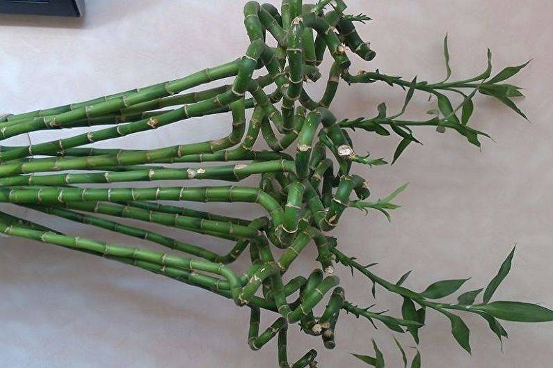 Бамбук как комнатное растение: фото, уход за бамбуком в домашних условиях