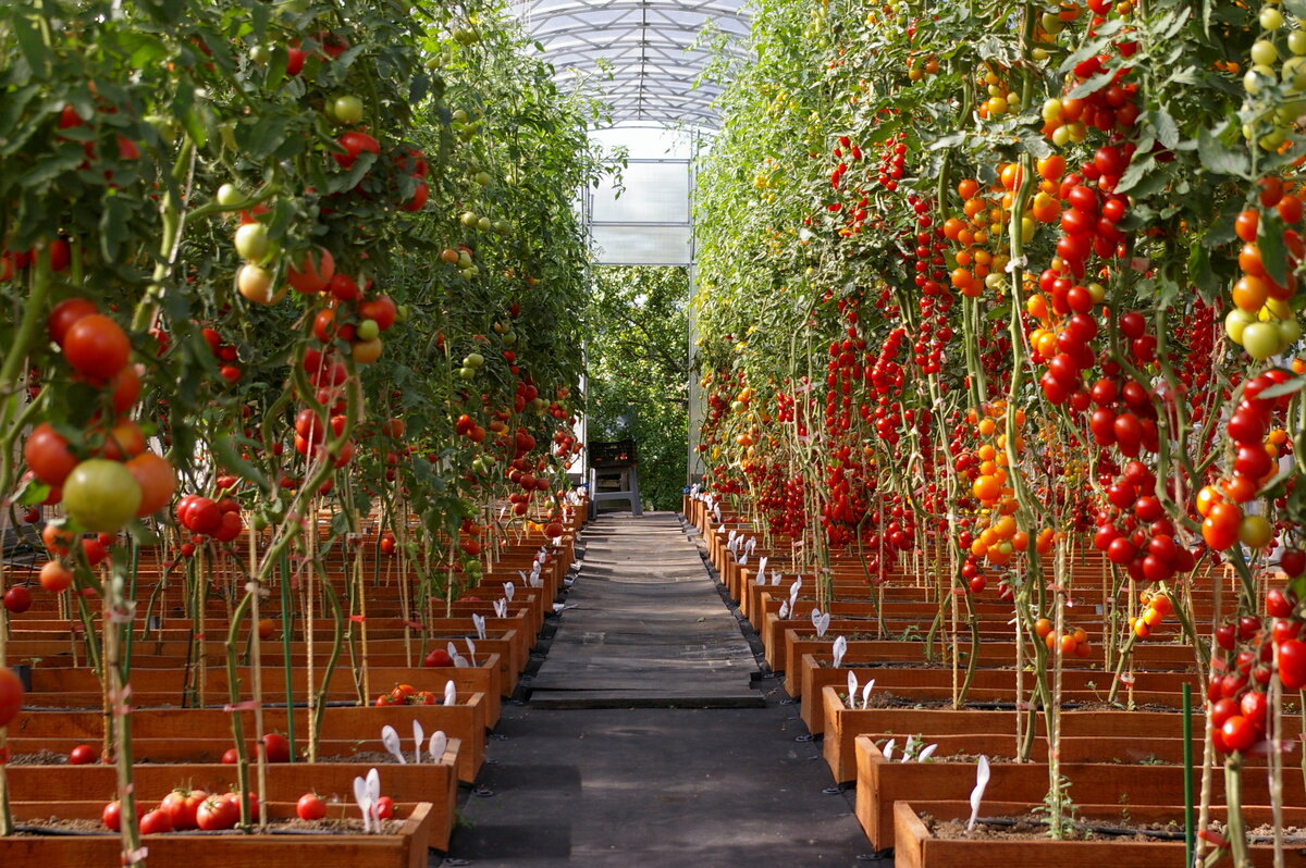Как повысить урожайность помидор в теплице и открытом грунте | сад и огород