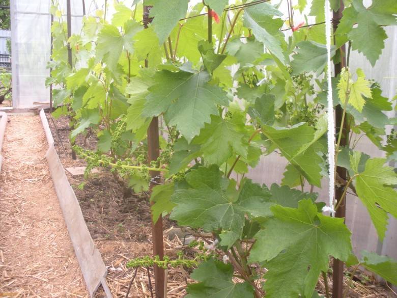 Выращивание винограда в подмосковье: специфика, выбор сортов, технология – сайт о винограде и вине