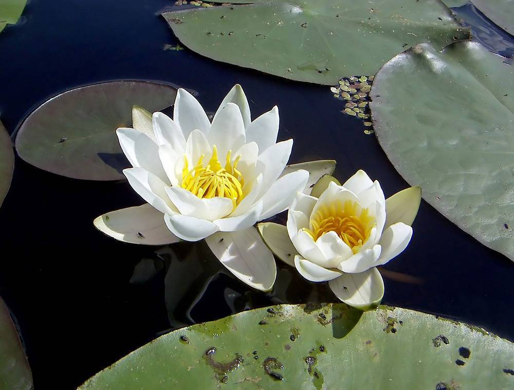 Кувшинка белая цветок. описание, особенности и свойства белой кувшинки