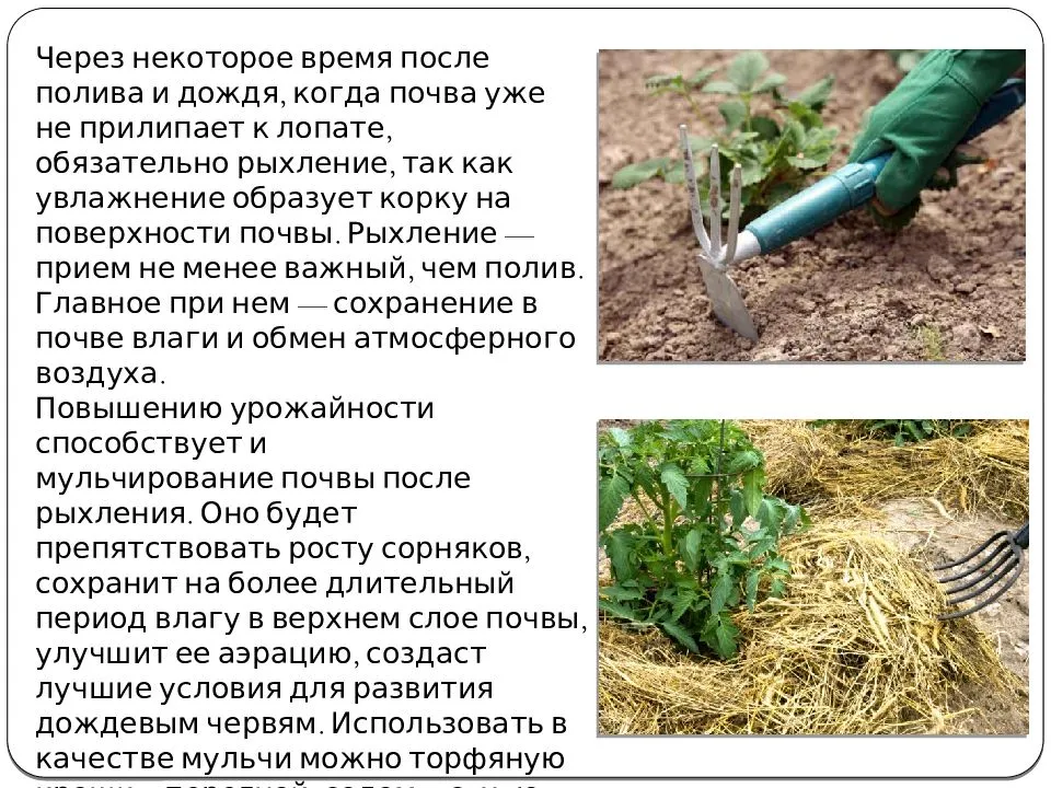 Условия для выращивания огурцов в теплице: способы посадки и уход