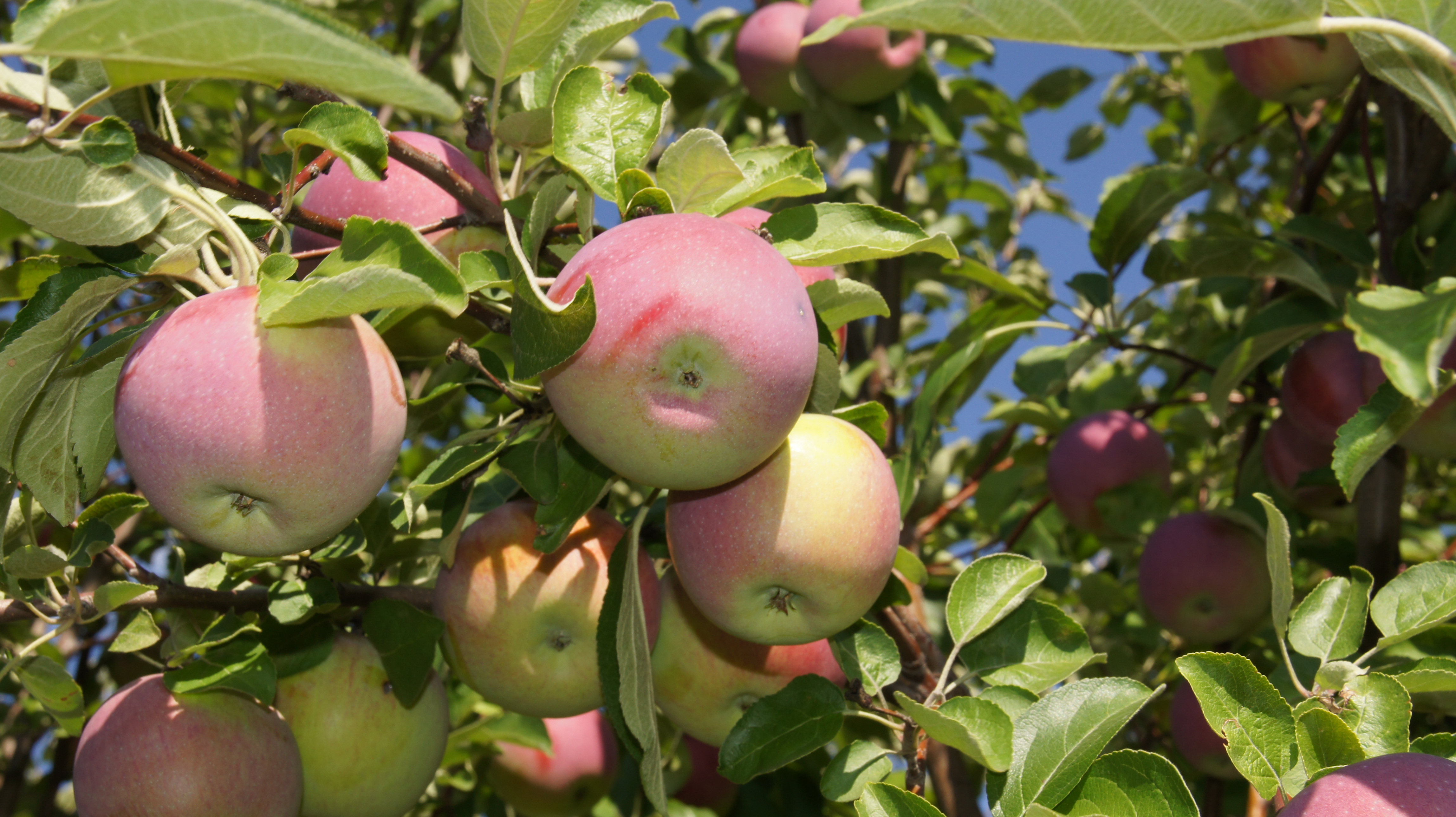 Сорта яблонь для костромской области с фото и описанием