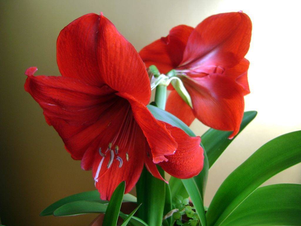  амариллис уход в домашних условиях, фото, посадка, цветение цветка в горшке