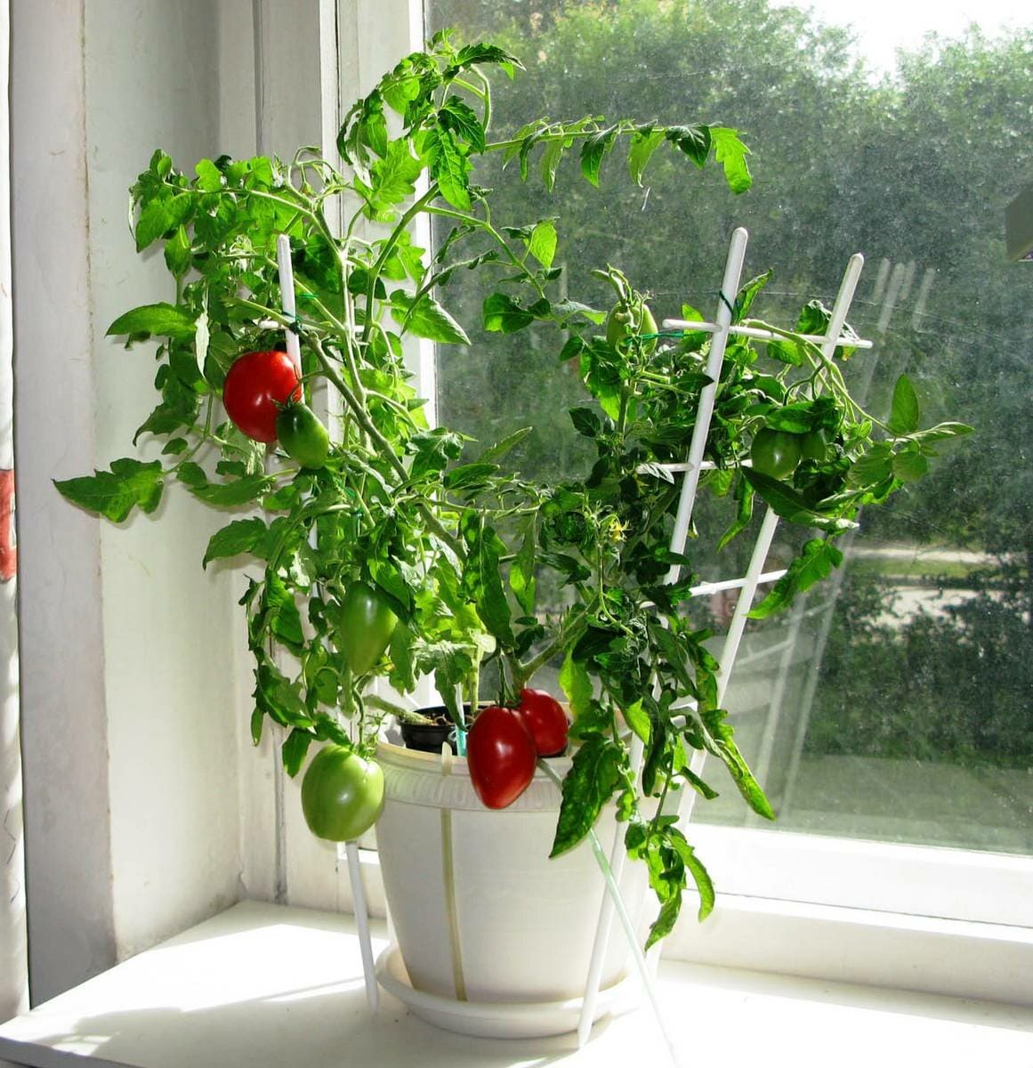 Томат балконное чудо – урожайный, вкусный, миниатюрный